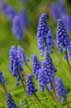 Violet Flowers, Canada Gardens