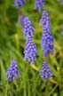 Violet Flower, Canada Gardens