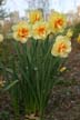 Flowers, Canada Stock Photographs