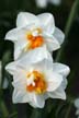 Flowers, Canada Gardens