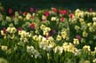 Flowers, Canada Gardens