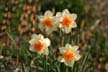 Flowers, Canada Stock Photographs