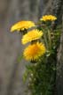 Dandelion(s), Canada Stock Photographs