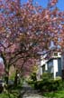 Blossoms, Spring