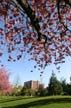 Spring Blossoms, West End Downtown