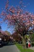 Westend Spring, Canada Stock Photographs