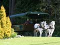 Horse-Drawn Tours, Stanley Park