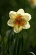 Garden Flowers, Stanley Park