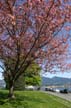 Spring Blossoms, Canada Stock Photos