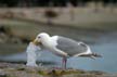 Seagull, Wildlife