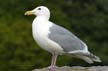 Seagull, Wildlife