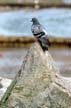 Pigeon(s), Canada Stock Photos