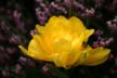 Flowers, Canada Gardens