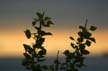 Leaves Against Sunset Background, Downtown Vancouver