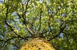 Tree Branches, Canada Stock Photographs