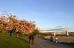 Vancouver Blossoms, Canada Stock Photographs