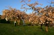 Vancouver Blossoms, Canada Stock Photographs