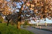 Vancouver Blossoms, Canada Stock Photographs