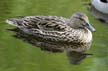 Duck, Canada Stock Photographs