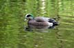 Mallard Duck, Canada Stock Photographs