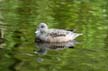 Mallard Duck, Canada Stock Photographs