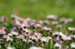 Flowers, Canada Gardens