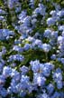 Flowers, Canada Gardens