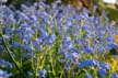 Flowers, Canada Gardens