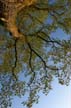 Trees, Canada Stock Photographs