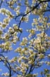 Flowering Trees, Stanley Park