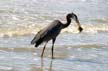 Great Blue Heron, Canada Stock Photographs