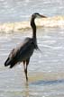 Great Blue Heron, Canada Stock Photographs