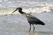 Great Blue Heron, Canada Stock Photographs