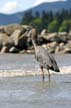 Great Blue Heron, Canada Stock Photographs