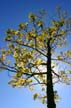 Trees, Canada Stock Photographs