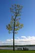 A Tall Tree A Couple, Downtown Vancouver