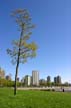 Tall Tree, Downtown Vancouver