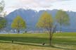 Park Trees, Canada Stock Photographs