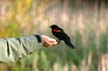 Bird Feeding, Canada Stock Photographs