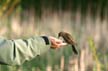 Bird Feeding, Canada Stock Photos