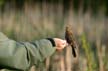 Bird Feeding, Canada Stock Photographs