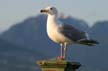 Gulls Lookout, Jericho Beach