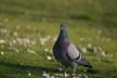 Pigeon(s), Canada Stock Photos