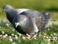 Pigeon(s), Canada Stock Photos