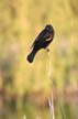 Red-Winged Blackbird, Canada Stock Photographs