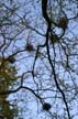 Nests, Canada Stock Photos