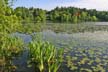 Lilies At Burnaby Lake, Canada Stock Photos