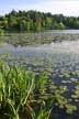 Lilies At Burnaby Lake, Canada Stock Photos