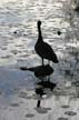 Canadian Geese And Lilies, Canada Stock Photos