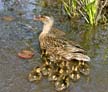 Baby Ducks, Canada Stock Photographs